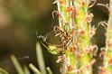 Araniella_cucurbitina_D2973_Z_86_NP De Hoge Veluwe_Nederland
